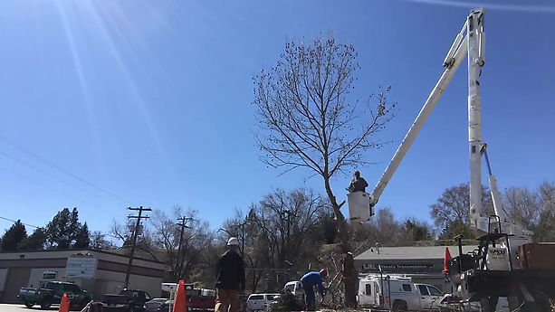 Time Lapse Tree Removal